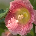 4711 Blume _KA70474-1 Kopie
